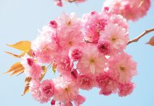 new-week-prayers-declarations-